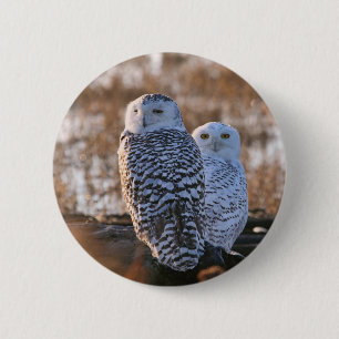 Snowy Owl Couple 2 Inch Round Button