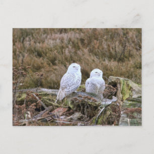 Snowy Owl Couple Postcard