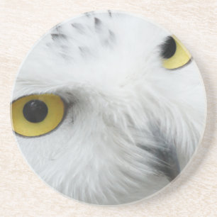 Snowy Owl Eyes Coaster