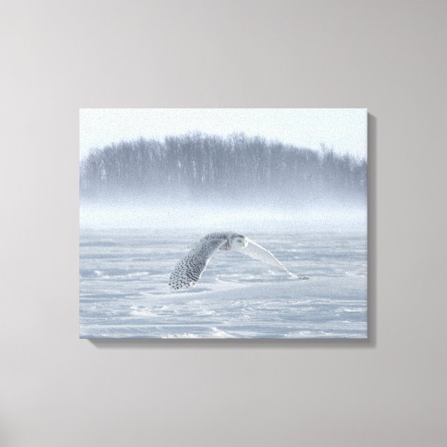 Snowy Owl Flying In Winter Canvas Print (Front)
