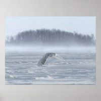Snowy Owl Flying In Winter