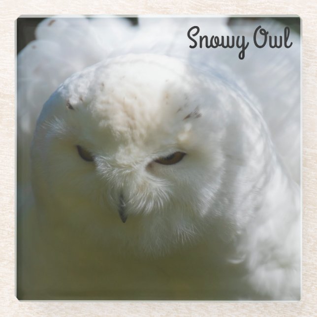 Snowy Owl Glass Coaster (Front)