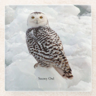 Snowy Owl glass coaster