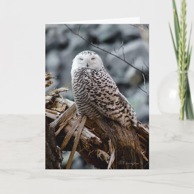 Snowy Owl Holiday Card (Front)