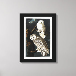 Snowy Owl illustration by Audubon Canvas Print