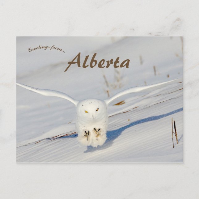 Snowy Owl In Albert Canada Postcard (Front)