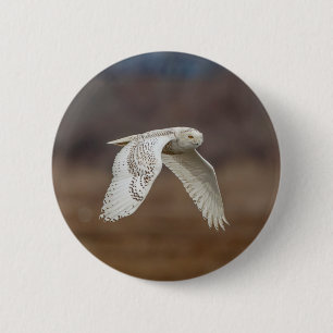 Snowy owl in flight 2 inch round button