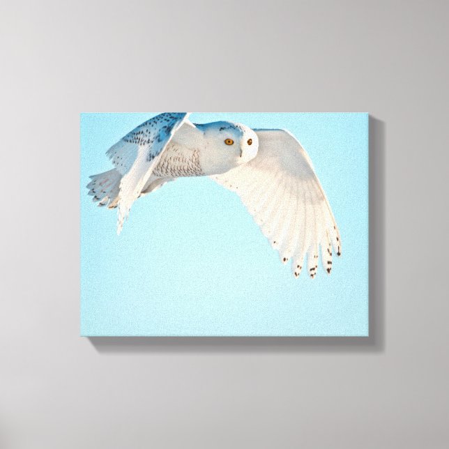 Snowy Owl in flight Canvas Print (Front)