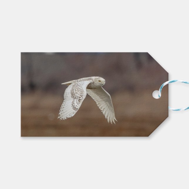 Snowy owl in flight gift tags (Front (Horizontal))