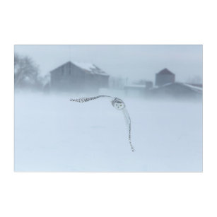 Snowy Owl In Flight In Winter Acrylic Print
