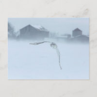 Snowy Owl In Flight In Winter