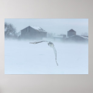 Snowy Owl In Flight In Winter Poster