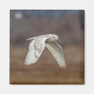 Snowy owl in flight magnet