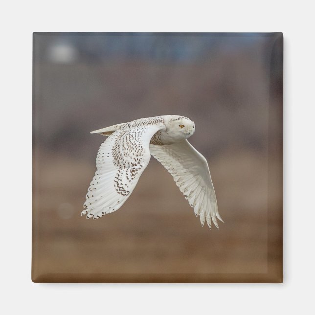Snowy owl in flight magnet (Front)