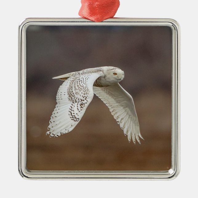 Snowy owl in flight metal ornament (Front)