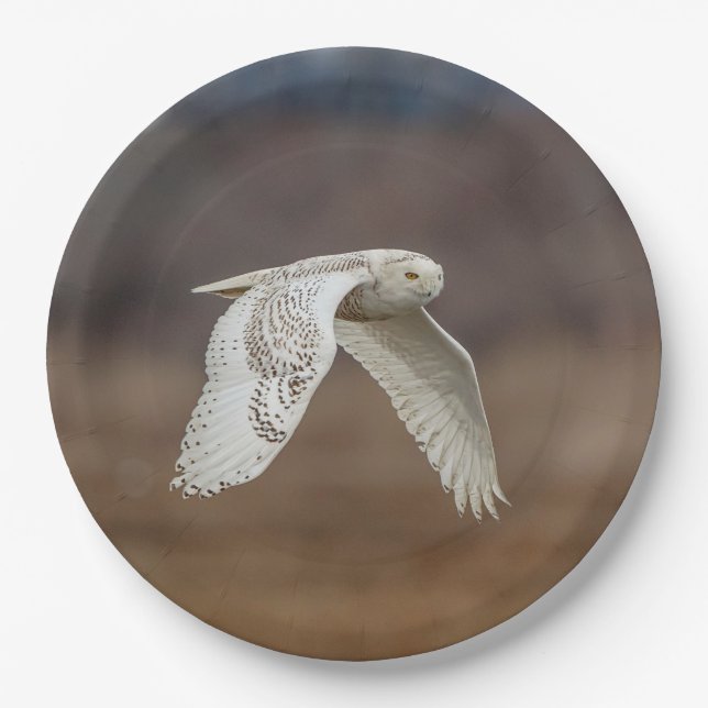 Snowy owl in flight paper plate (Front)