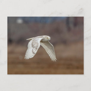 Snowy owl in flight postcard