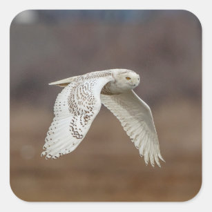 Snowy owl in flight square sticker