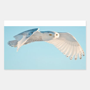 Snowy Owl in flight Sticker