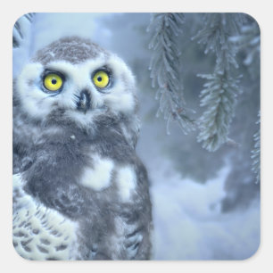Snowy Owl in Winter Square Sticker