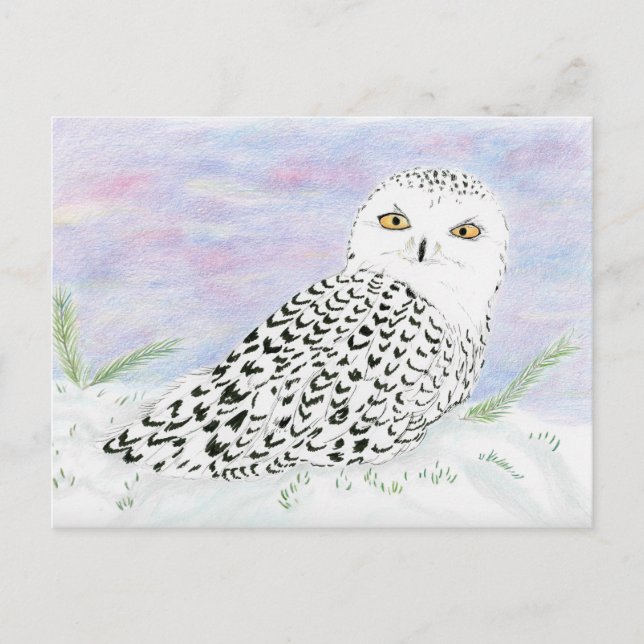 Snowy Owl In Winter Sunset Colour Pencil Postcard (Front)