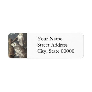 Snowy Owl, John Audubon