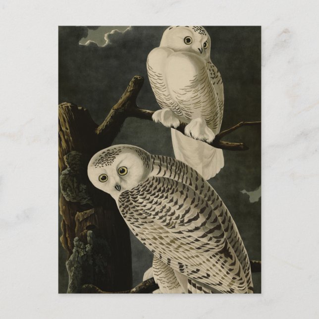 Snowy Owl, John James Audubon's Birds of America Postcard (Front)