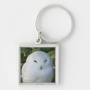 Snowy Owl Keychain