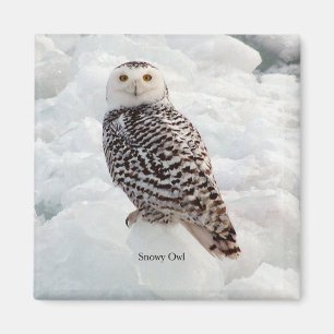 Snowy Owl magnet