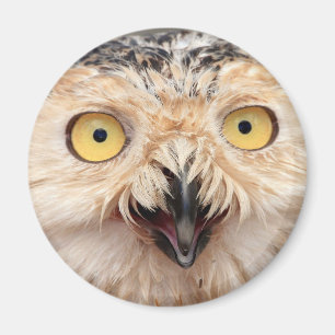 Snowy Owl Magnet