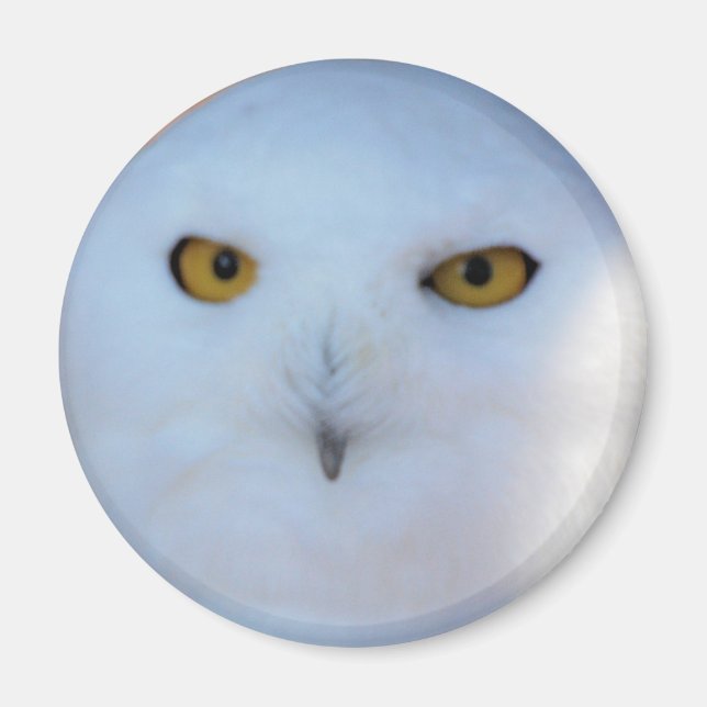Snowy Owl Magnet (Front)