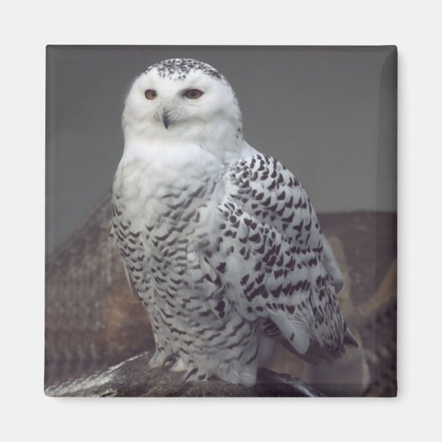 Snowy Owl magnet (Front)