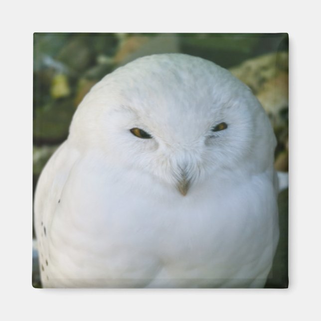 Snowy Owl Magnet (Front)
