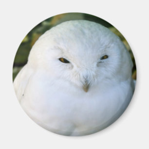 Snowy Owl Magnet