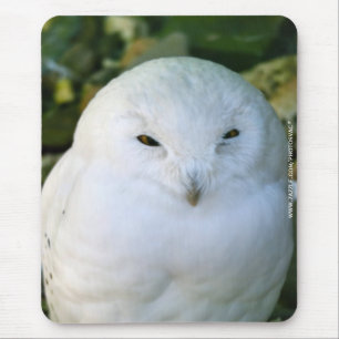 Snowy Owl Mouse Pad