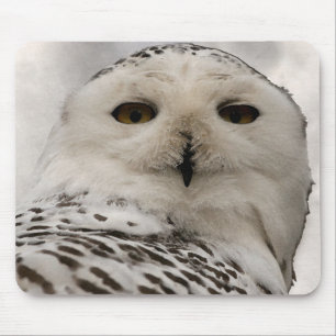 snowy owl mouse pad