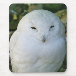 Snowy Owl Mouse Pad