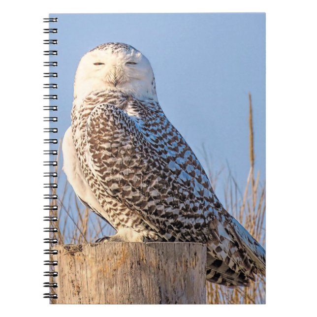 Snowy owl - notebook (Front)