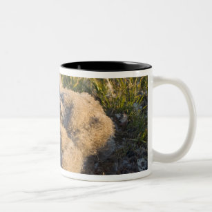 snowy owl, Nycttea scandiaca, chicks in their Two-Tone Coffee Mug
