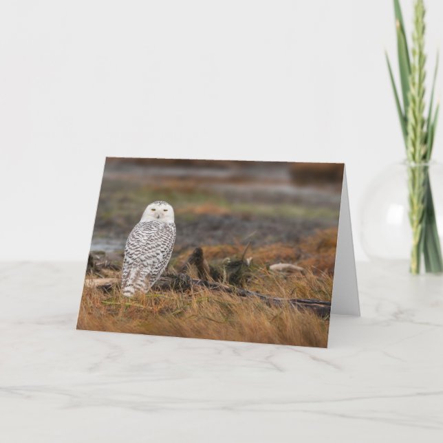 Snowy Owl on a log Card (Front)