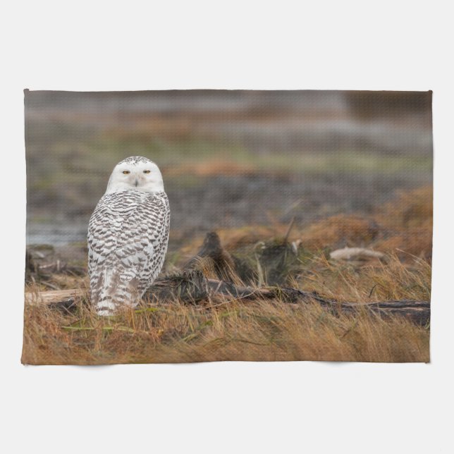 Snowy Owl on a log Kitchen Towel (Horizontal)