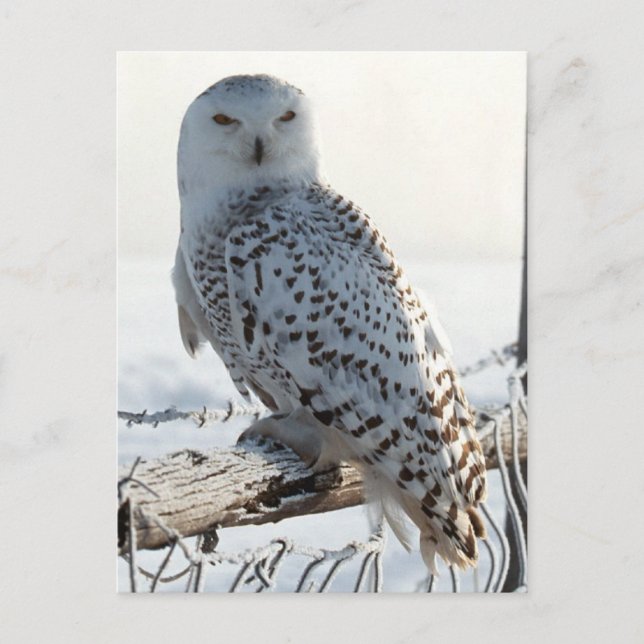 Snowy Owl on fence Postcard (Front)