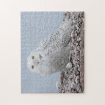 Snowy Owl on shells 