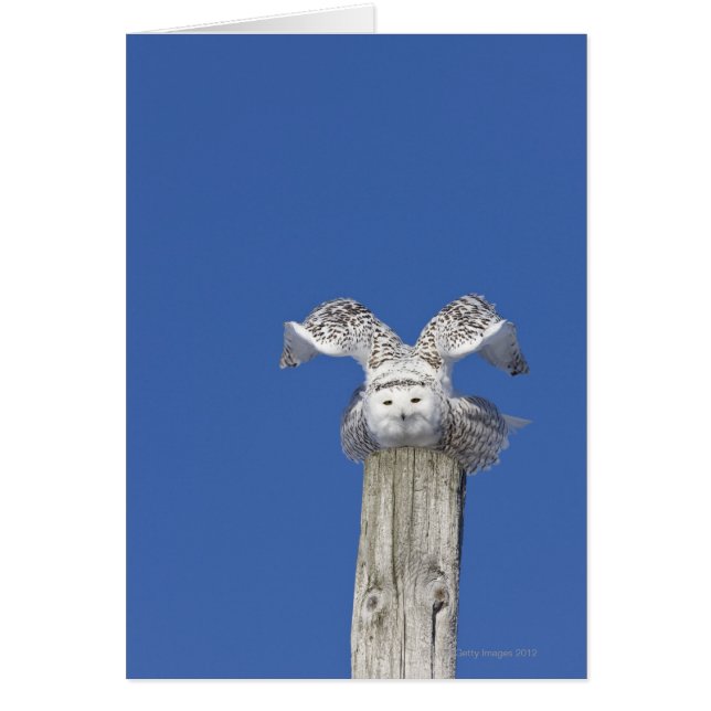 Snowy owl on top of a pole, preparing to take (Front)
