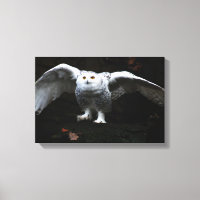 Snowy Owl Open Wings 16.50x11 (41.25x27.5cm) wacm