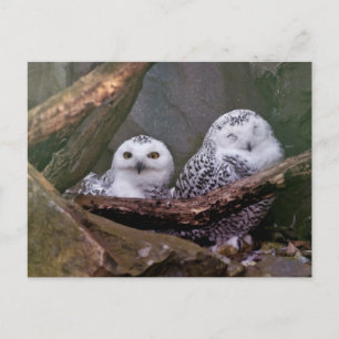Snowy Owl Pair Woodland Wildlife Art Postcard