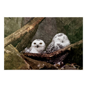 Snowy Owl Pair Woodland Wildlife Art Poster