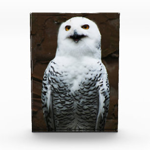 Snowy Owl pbcn Photo Block