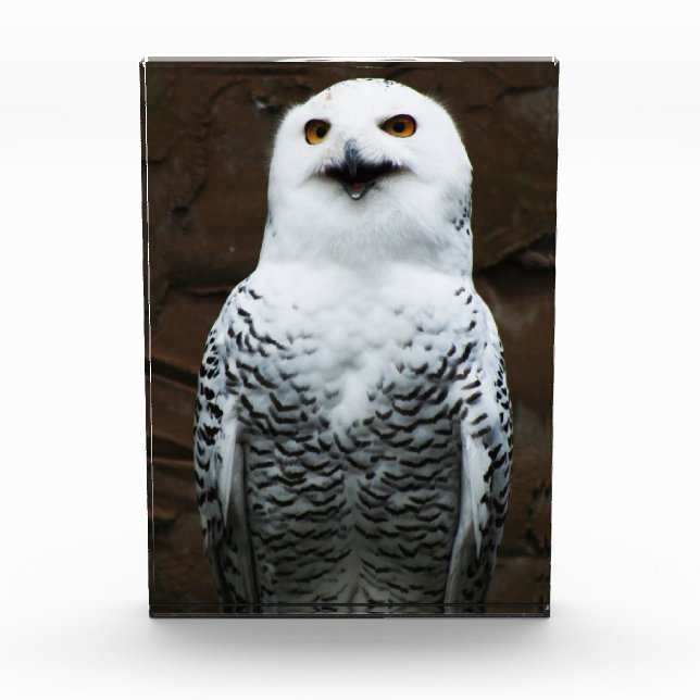 Snowy Owl pbcna Photo Block (Front)