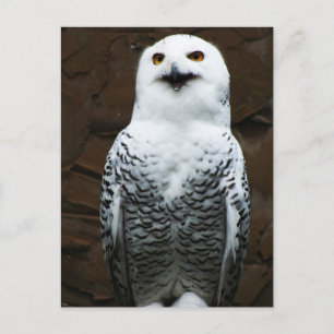 Snowy Owl pccnm Postcard
